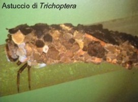 Trichoptera